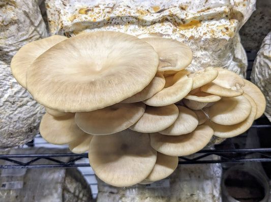 Sunset Bay Oyster - Agar plate