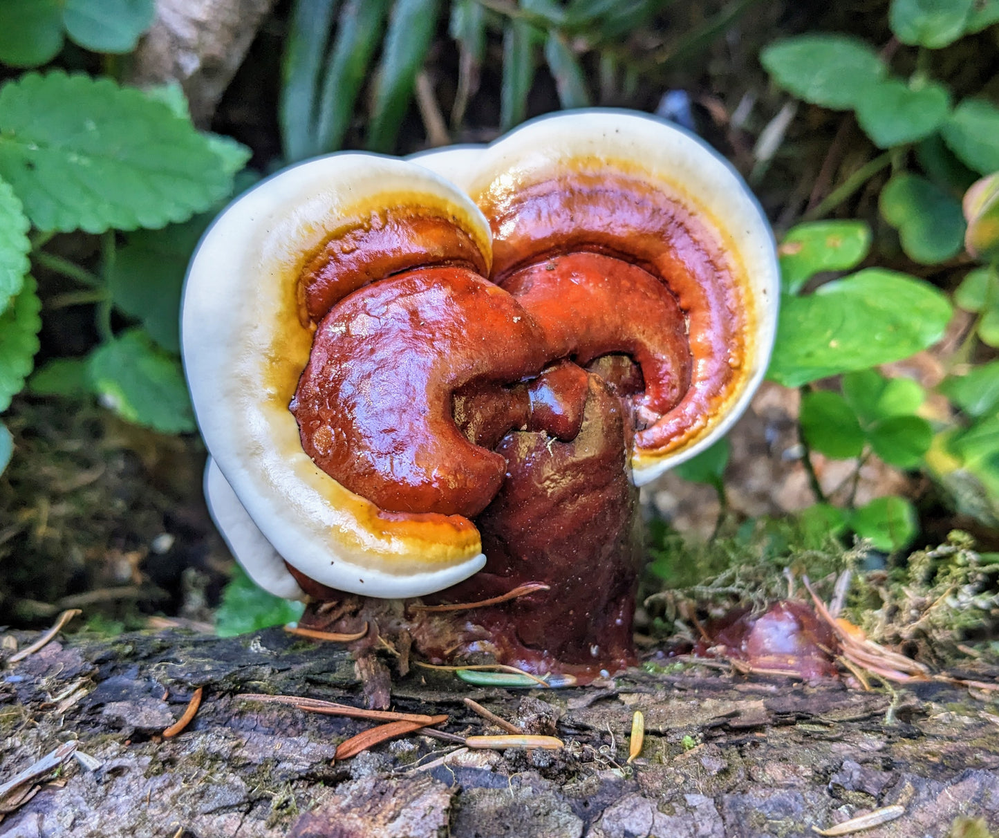 Smith River Reishi - Agar plate