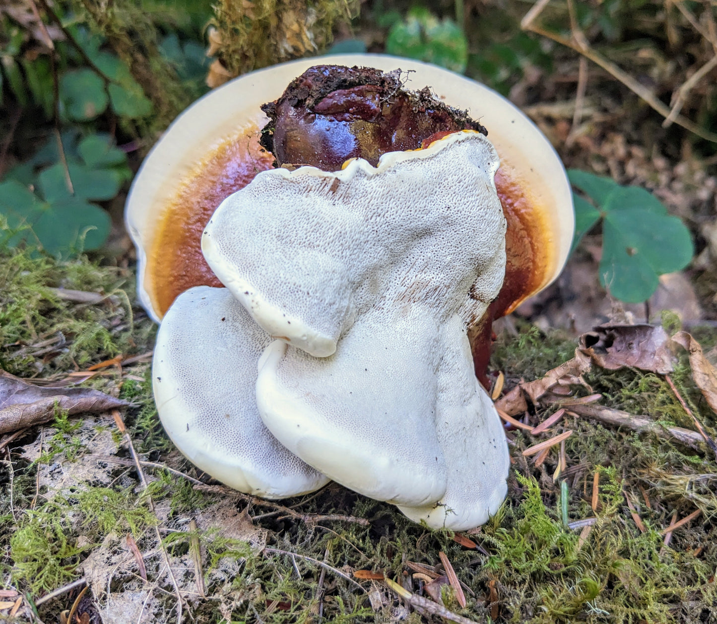 Smith River Reishi - Agar plate