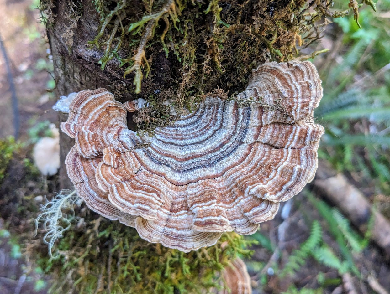 South Slough Turkey Tail - Agar Plate