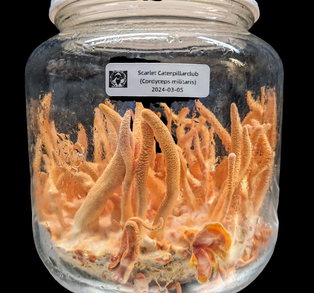 Cordyceps militaris - Freeze Dried - 8g